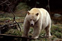 Spirit-Bär / Spirit Bear (Ursus americanus kermodei)