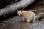 Spirit-Bär / Spirit Bear (Ursus americanus kermodei)