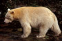 Spirit-Bär / Spirit Bear (Ursus americanus kermodei)