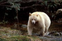 Spirit-Bär / Spirit Bear (Ursus americanus kermodei)