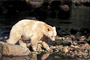 Spirit-Bär / Spirit Bear (Ursus americanus kermodei)