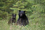 Schwarzbär / Black Bear (Ursus americanus)