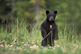 Schwarzbär / Black Bear (Ursus americanus)