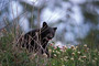 Schwarzbär / Black Bear (Ursus americanus)