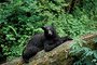 Schwarzbär / Black Bear (Ursus americanus)