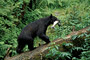 Schwarzbär / Black Bear (Ursus americanus)