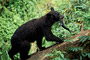 Schwarzbär / Black Bear (Ursus americanus)