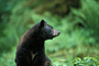 Schwarzbär / Black Bear (Ursus americanus)