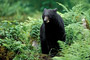 Schwarzbär / Black Bear (Ursus americanus)