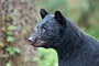 Schwarzbär / Black Bear (Ursus americanus)