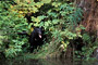 Schwarzbär / Black Bear (Ursus americanus)