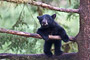 Schwarzbär / Black Bear (Ursus americanus)