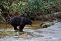 Schwarzbär / Black Bear (Ursus americanus)