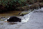 Schwarzbär / Black Bear (Ursus americanus)