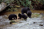 Schwarzbär / Black Bear (Ursus americanus)