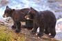 Schwarzbär / Black Bear (Ursus americanus)