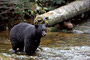 Schwarzbär / Black Bear (Ursus americanus)