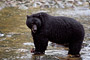 Schwarzbär / Black Bear (Ursus americanus)