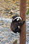 Schwarzbär / Black Bear (Ursus americanus)