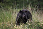 Schwarzbär / Black Bear (Ursus americanus)