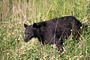 Schwarzbär / Black Bear (Ursus americanus)