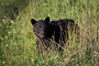 Schwarzbär / Black Bear (Ursus americanus)