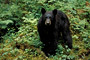 Schwarzbär / Black Bear (Ursus americanus)