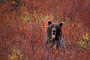 Grizzlybär / Grizzly Bear (Ursus arctos)