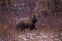 Grizzlybär / Grizzly Bear (Ursus arctos)