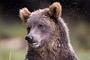 Grizzlybär / Grizzly Bear (Ursus arctos)