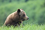 Grizzlybär / Grizzly Bear (Ursus arctos)