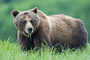 Grizzlybär / Grizzly Bear (Ursus arctos)