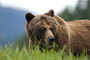 Grizzlybär / Grizzly Bear (Ursus arctos)