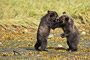 Grizzlybär / Grizzly Bear (Ursus arctos)