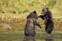 Grizzlybär / Grizzly Bear (Ursus arctos)