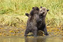 Grizzlybär / Grizzly Bear (Ursus arctos)