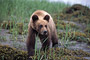 Grizzlybär / Grizzly Bear (Ursus arctos)