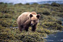 Grizzlybär / Grizzly Bear (Ursus arctos)