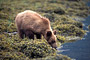 Grizzlybär / Grizzly Bear (Ursus arctos)