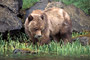 Grizzlybär / Grizzly Bear (Ursus arctos)