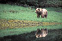 Grizzlybär / Grizzly Bear (Ursus arctos)