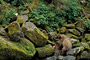 Grizzlybär / Grizzly Bear (Ursus arctos)