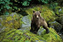 Grizzlybär / Grizzly Bear (Ursus arctos)