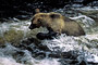 Grizzlybär / Grizzly Bear (Ursus arctos)