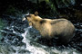 Grizzlybär / Grizzly Bear (Ursus arctos)