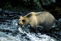 Grizzlybär / Grizzly Bear (Ursus arctos)