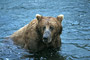 Grizzlybär / Grizzly Bear (Ursus arctos)