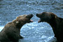 Grizzlybär / Grizzly Bear (Ursus arctos)