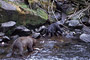 Begegnung von Grizzly und Schwarzbär / Grizzly and Black Bear encounter