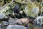 Begegnung von Grizzly und Schwarzbär / Grizzly and Black Bear encounter